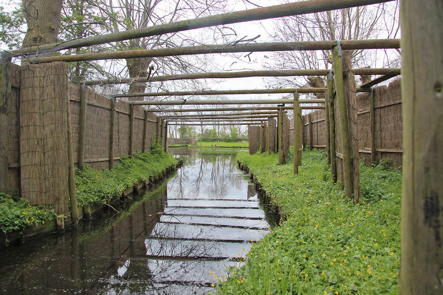Kijk achter de schermen bij eendenkooi Buismanskoai bij Piaam