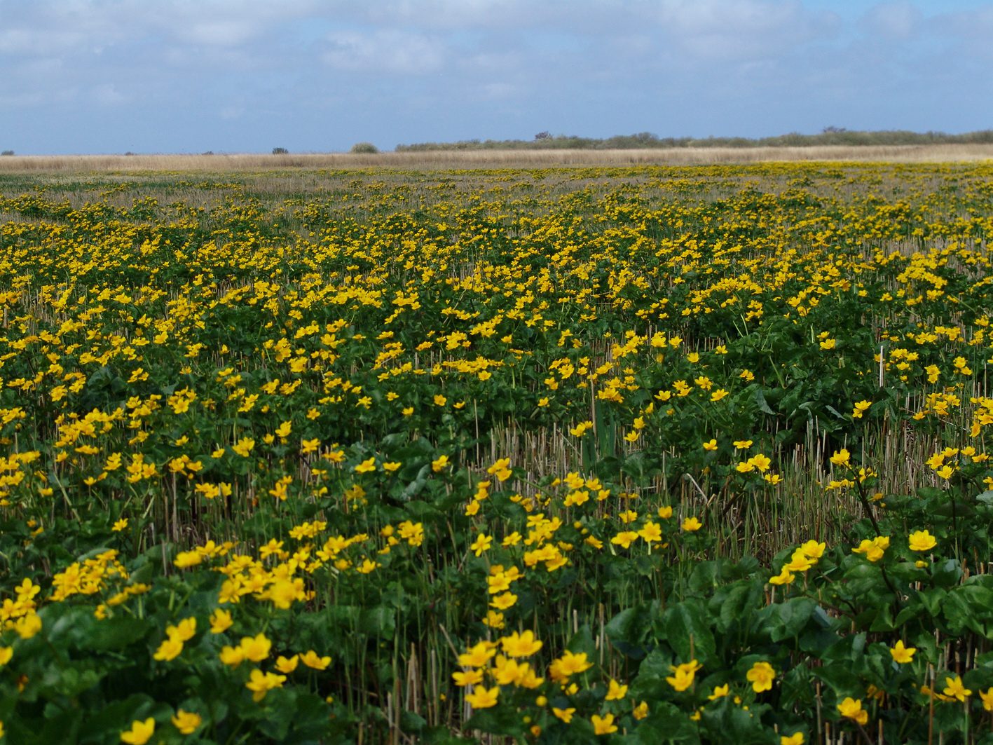 Wandelen langs de bloemen van de Makkumersúdwaard
